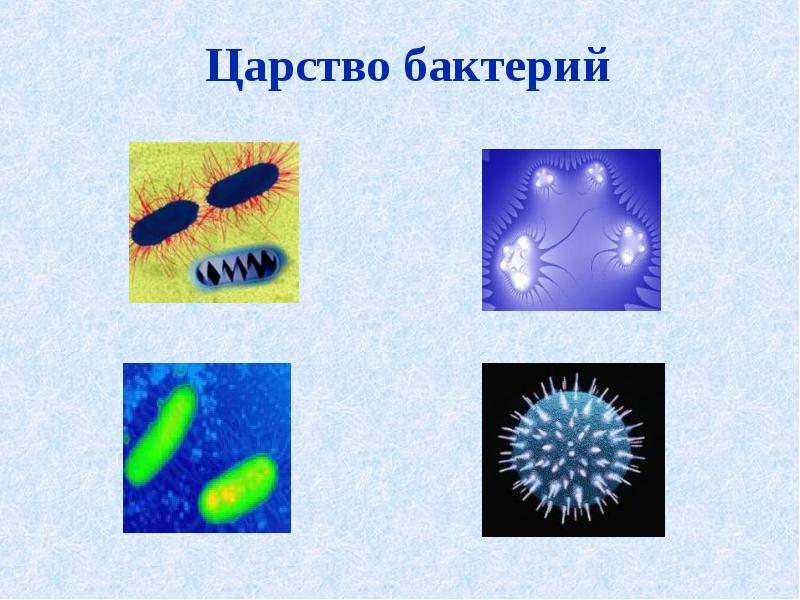 Царство бактерии картинка