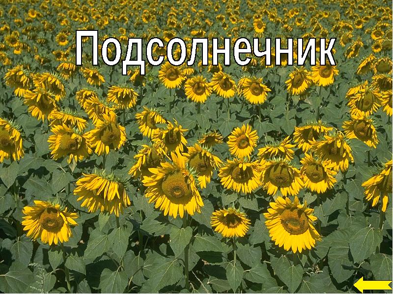 Биология подсолнечника. Подсолнечник разбор. Биологический разбор подсолнуха. Флористический разбор подсолнуха. Слово по разбору подсолнечник.