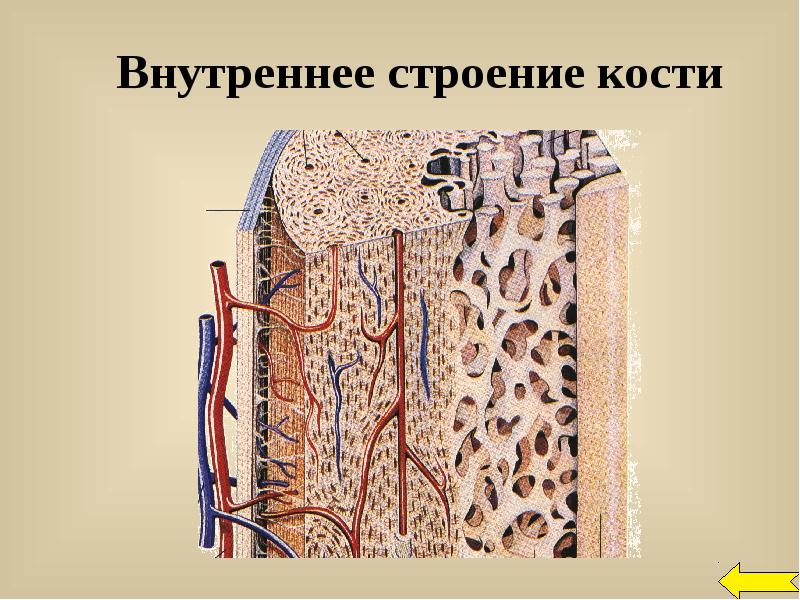 Bone 8. Внутреннее строение Кост. Строение кости. Внутренне строение кости. Строение кости внутри.