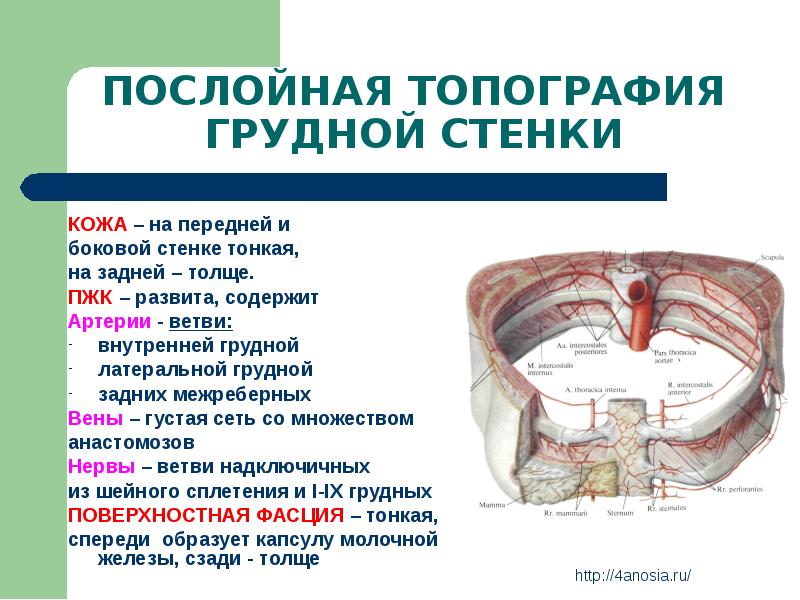 Схема строения межреберного промежутка