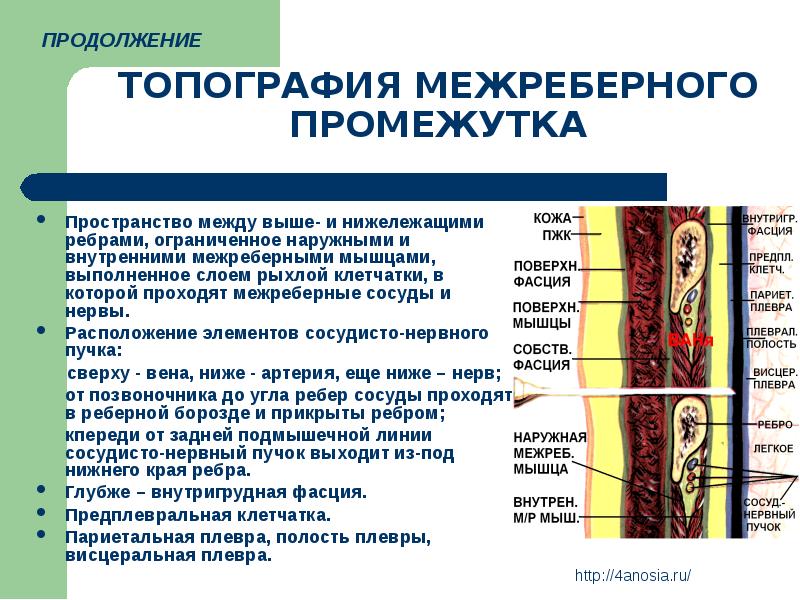 Соединение тканей топографическая анатомия. Топография межреберных промежутков топографическая анатомия. Dyenвнутригрудная фасция. Внутригрудная фасция анатомия. Фасции грудной полости.