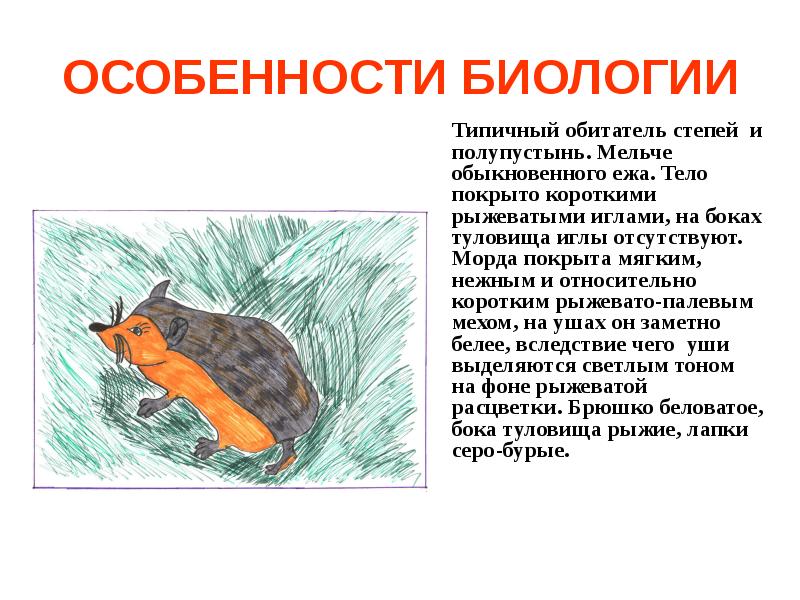 Еж ушастый представитель красной книги проект