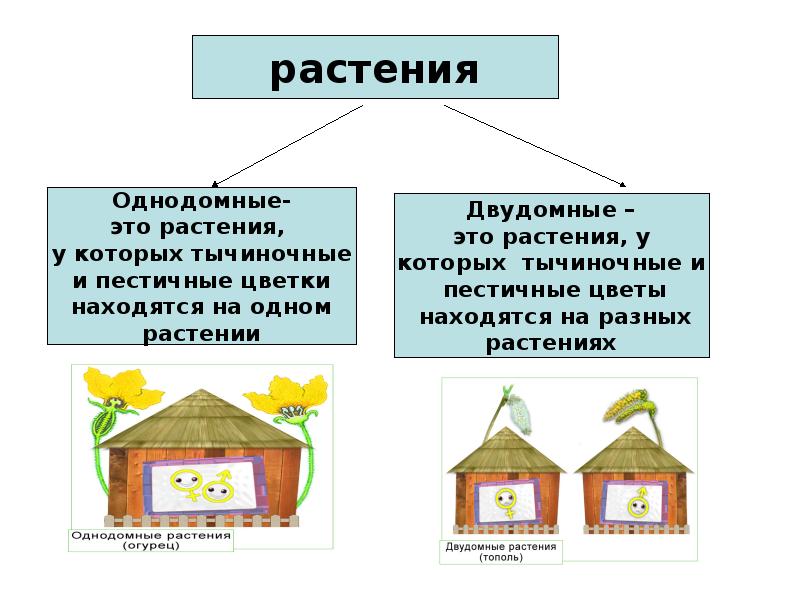 Строение цветка проект