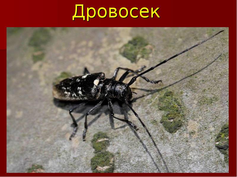 Насекомые Красной Книги России Фото