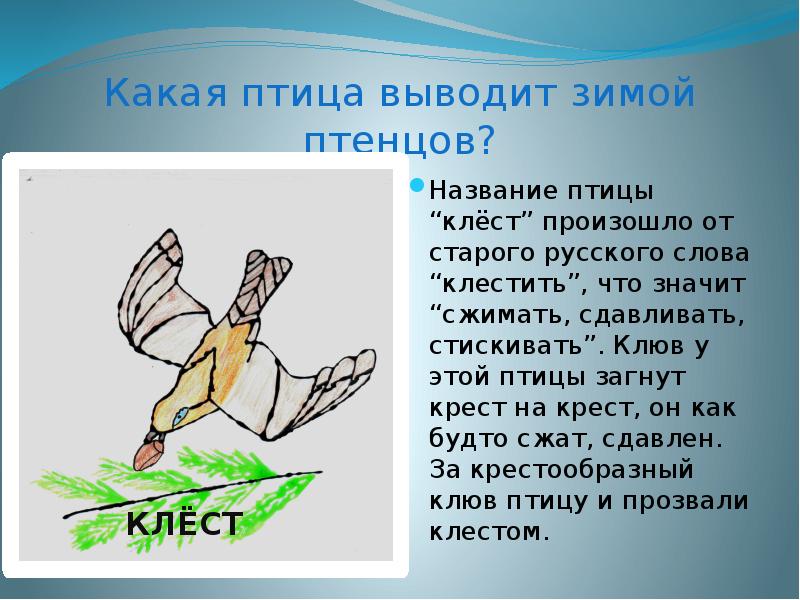 Выводимые птицы. Выведение птиц. Клюв этой птицы загнут крест накрест. Птица с клювом крест на крест. Кого выводят птицы.