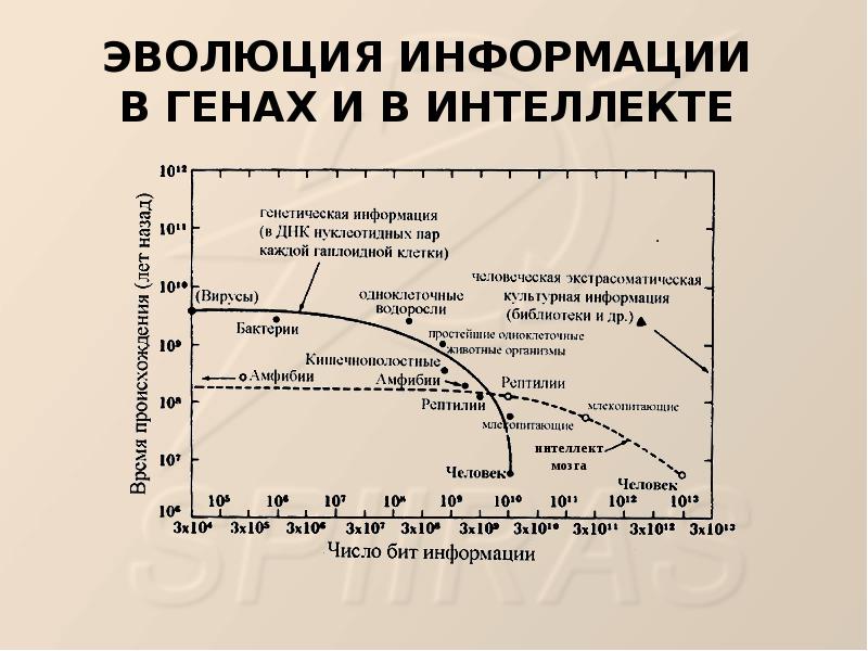 Ген интеллекта