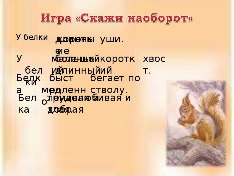 План описания класса животных