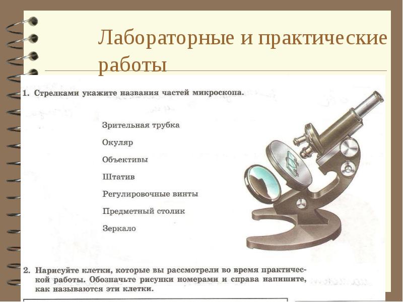Части микроскопа выполняют функции штатив. Части микроскопа. Зрительная трубка микроскопа. Регулировочный винт микроскопа. Части микроскопа и их названия.