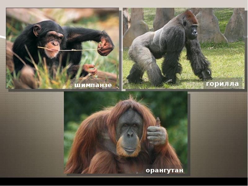 Горилла орангутан шимпанзе. Шимпанзе орангутан и орангутанг. Орангутан и горилла. Горилла и шимпанзе. Орангутанг шимпанзе разница.