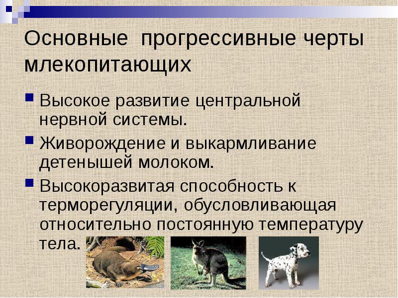 Класс млекопитающие общая характеристика презентация. Характеристика млекопитающих. Млекопитающие презентация. Прогрессивные черты организации млекопитающих. Основные черты класса млекопитающие.