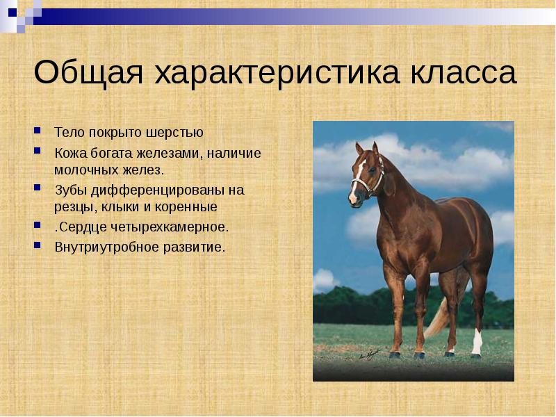 Общая характеристика класса животные. Млекопитающие презентация Пименов. Класс млекопитающие презентация Пименова. Лошади млекопитающие рассказ 3 класс. Главные члены предложения тело коровы покрыто шерстью.