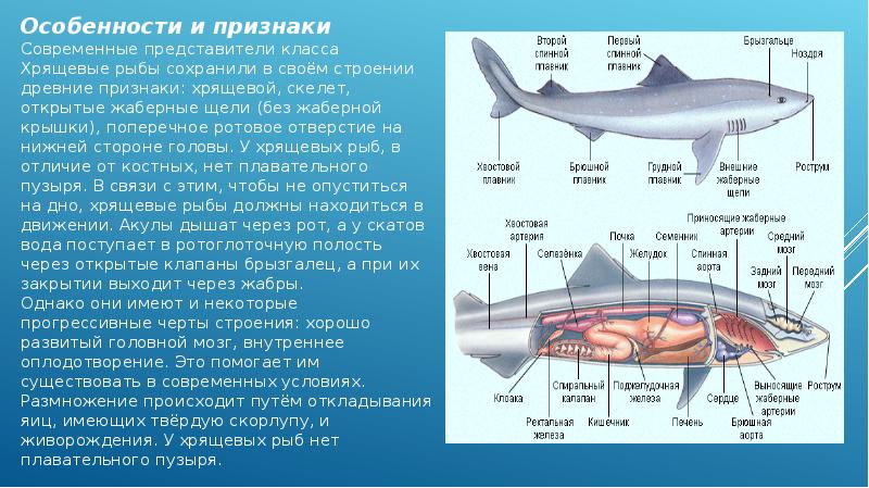 Реферат по биологии 7 класс образец