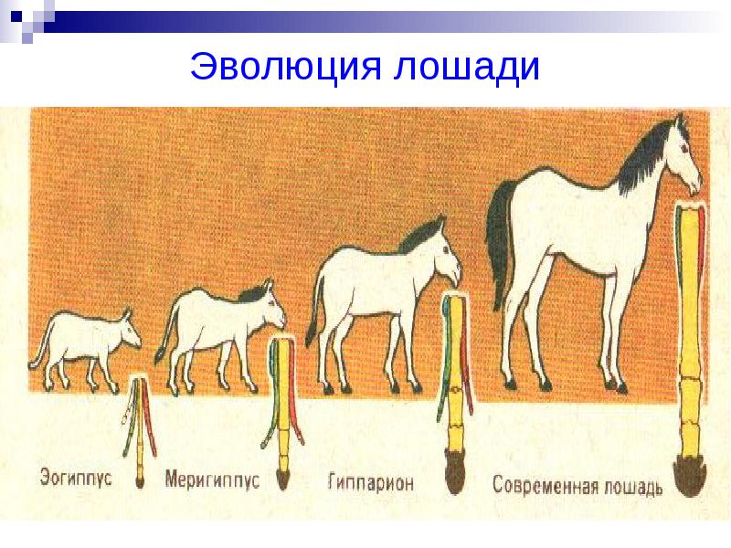 Где произошли лошади. Эволюция лошади. Эволюция предков лошади. Эволюция предков современной лошади. Развитие лошади.