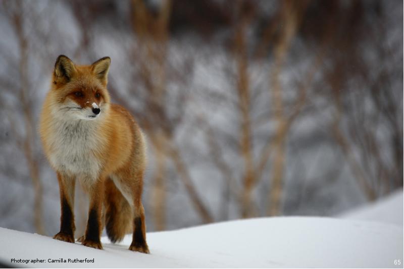 Лисе оф пи. Ред Фокс лиса. Лисица Хоккайдо. Лисица Хоккайдо морда. Red Foxes in Japan.