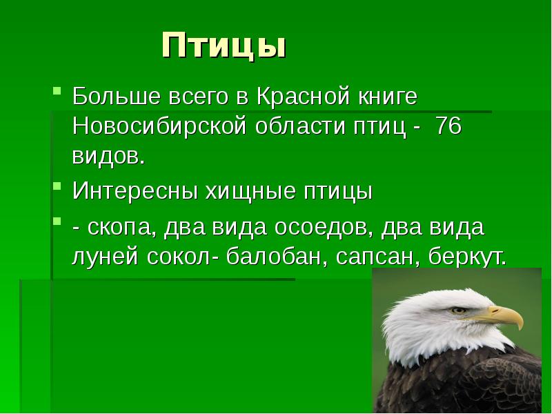 Новосибирские животные красной книги. Птицы Новосибирской области занесенные в красную книгу. Исчезающие животные Новосибирской области.