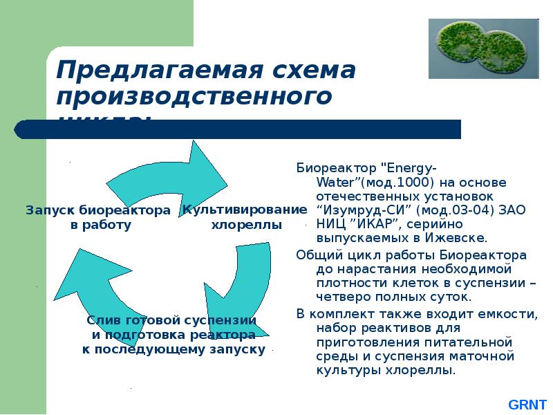 Культивирование одноклеточных зеленых водорослей технология 8 класс презентация