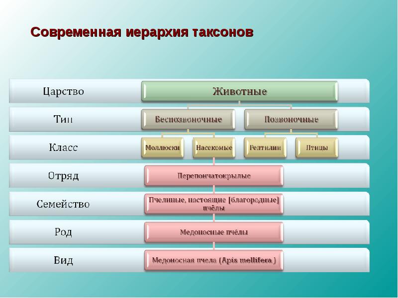 Систематика животных презентация