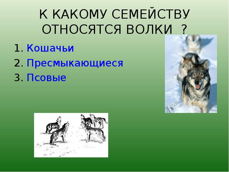 Рысь волк и медведь. Характеристика волка. Полярный волк описание для детей. Описание волка. К какой группе животных относится волк.