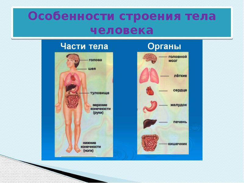 Строение тела человека презентация 2 класс