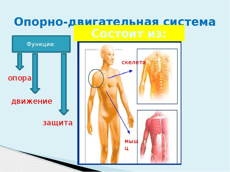 Опорно двигательная система органы. Органы опорно двигательной системы. Движение опорно двигательная система. Опорно двигательная система состоит из. Из чего состоит опорно двигательная система.