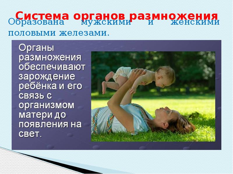 Презентация размножение человека