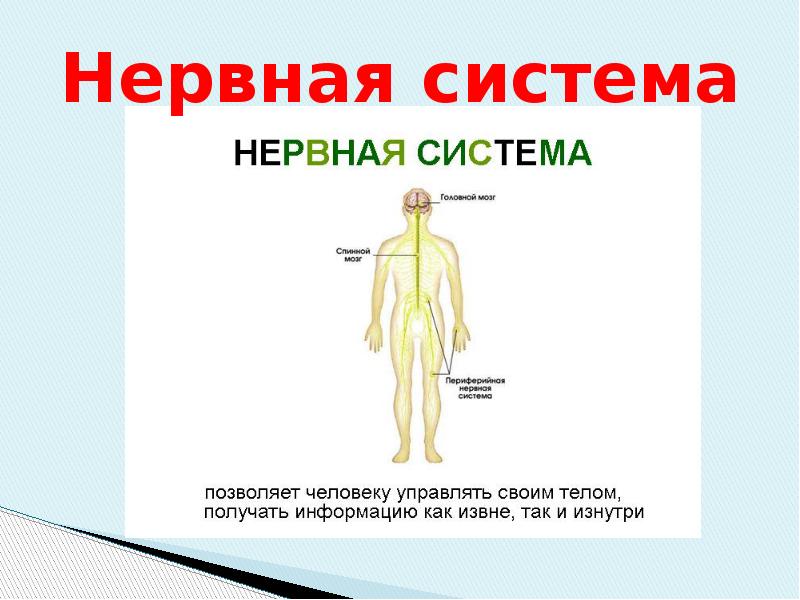 Паспорт проекта организм человека 3 класс