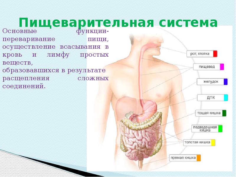 На рисунке представлена формула вещества в каком отделе пищеварительной системы человека всасывается