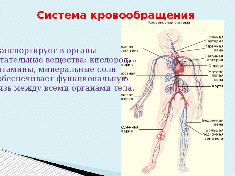 Особенность строения организма. Система кровообращения. Система кровообращения человека презентация. Система кровообращения конечностей человека. Особенности строения организма человека.