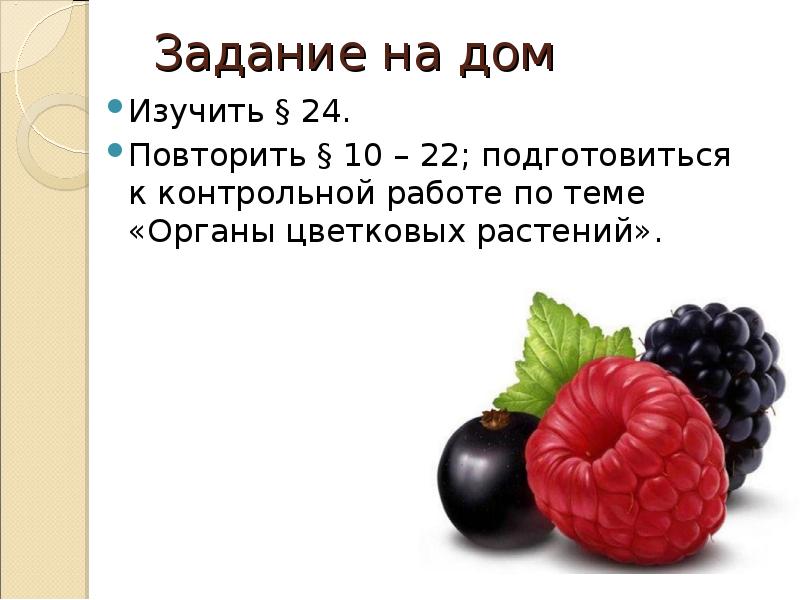 Презентация 6 класс плод разнообразие и значение плодов 6 класс