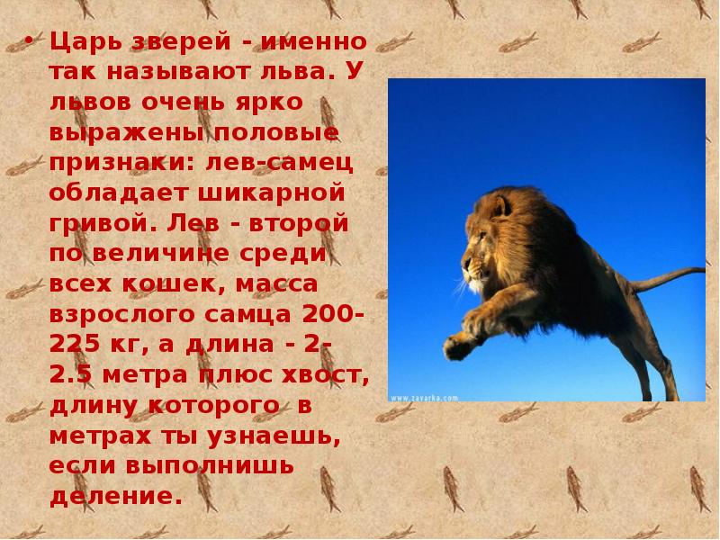 1 июля лев. Проект про Льва. Рассказ про Льва. Описание Льва. Доклад про Льва.