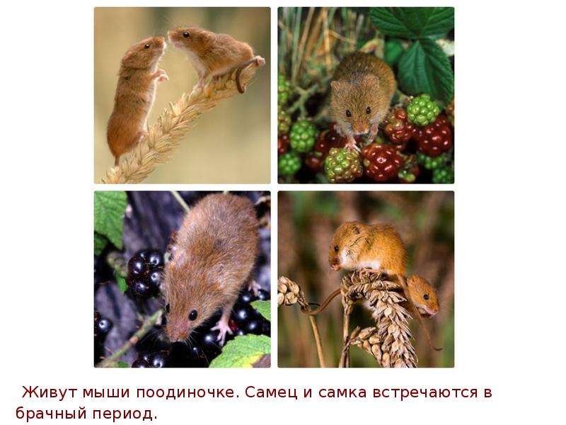 Мышь самец и самка. Желтобрюхие полевки. Самка мыши. Домовая мышь. Мышь самец и самка.