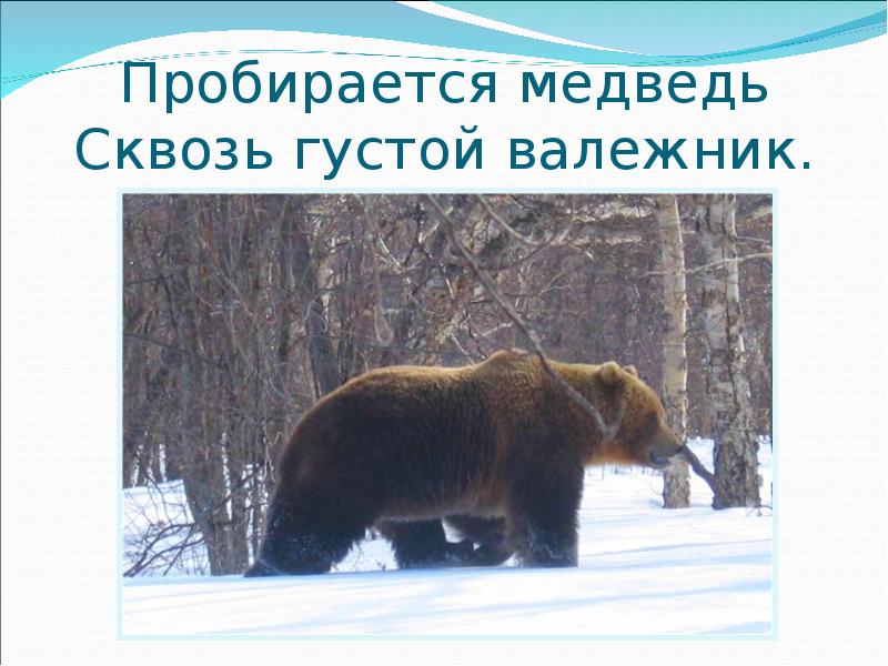 Пробирается медведь сквозь лесной валежник стали птицы. Пробирается медведь сквозь густой валежник. Пробирается медведь сквозь.