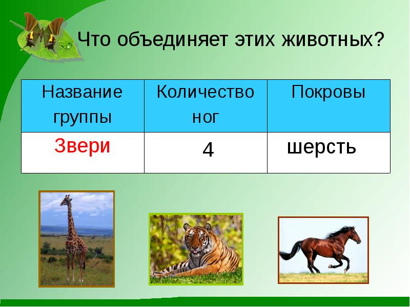 Животные объединяются в группы. Что объединяет этих животных. Объединяем животных. Сколько семейств животные. Какие бывают животные?.