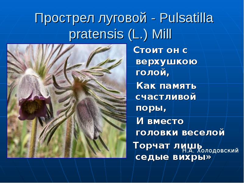 Растения из красной книги волгоградской области фото и описание растения