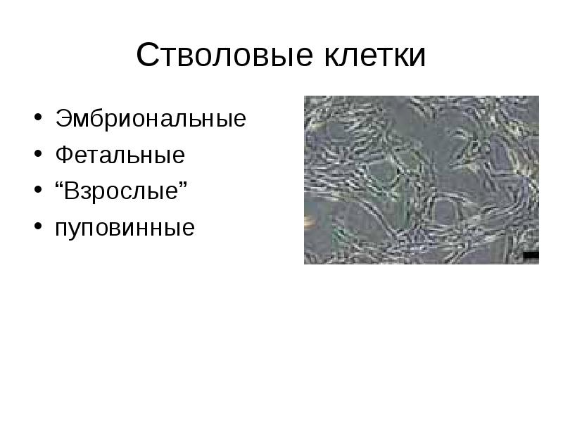 Выращивание органов презентация