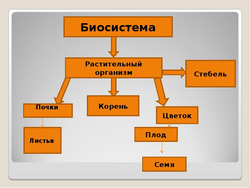 Биологические системы презентация