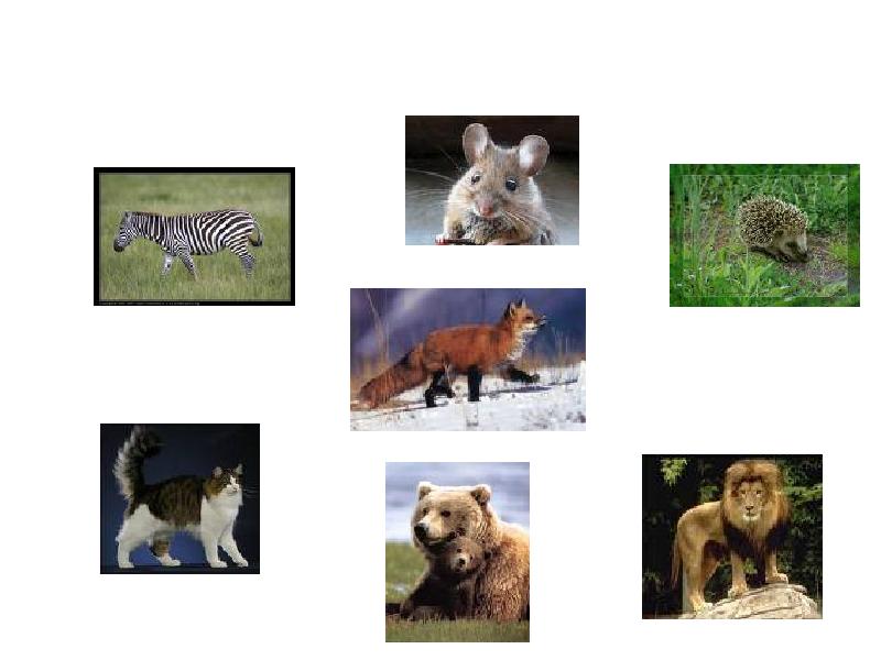 Какое животное на е. Животные на е. Какие бывают животные?. Слайд животные зоопарка. Какие бывают животные картинка для титульного слайда.