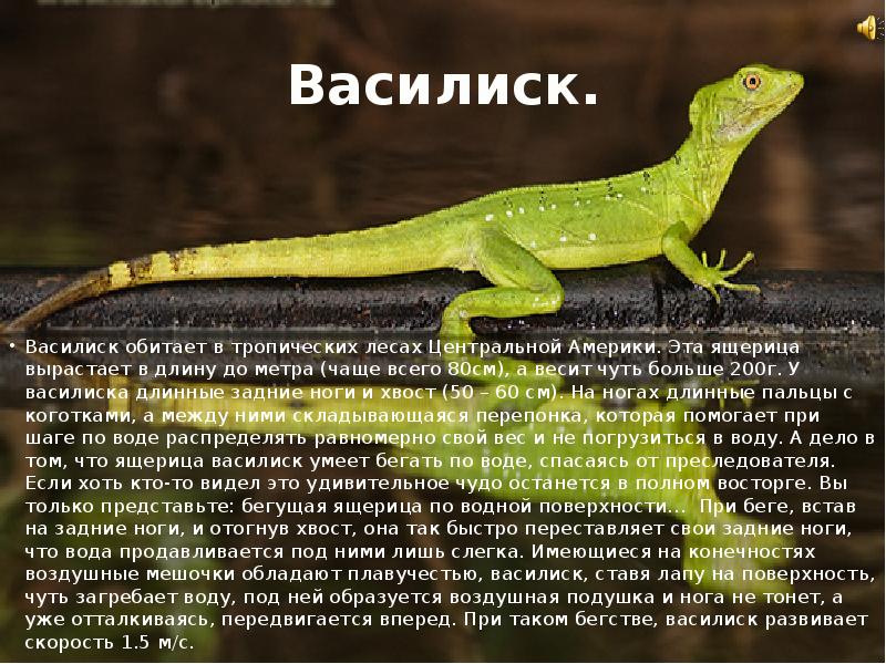 Картинки василиск 4 июня