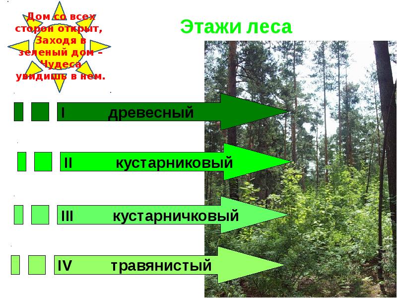 Прочитайте в лесу