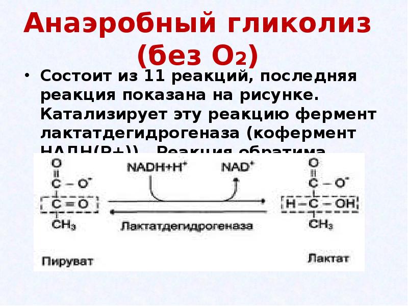 Анаэробный гликолиз (без О2) Состоит из 11 реакций, последняя реакция показана