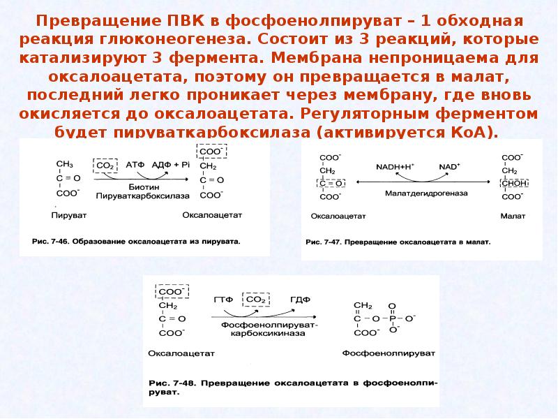 Синтез глюкозы происходит в