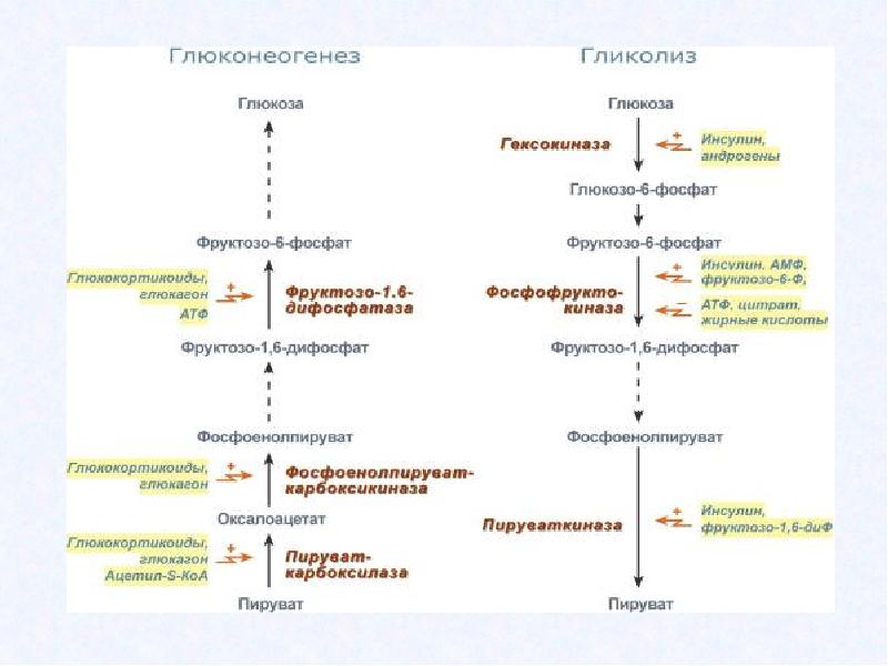 Общая схема распада глюкозы в организме