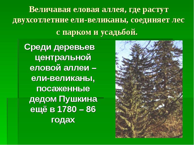 Где ели. Где растет ель. Ель величавая. Как называется лес где растут ели. В каких местах растет ель.