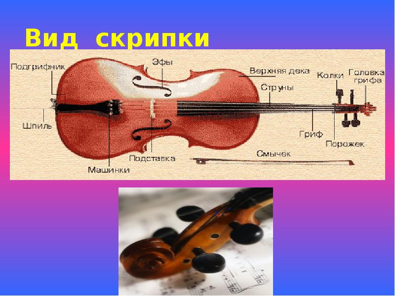 Корпус скрипки. Строение скрипки. Название частей скрипки. Строение скрипки схема. Строение скрипки для детей.
