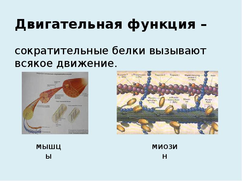 Сократительные белки. Двигательная функция белка. Моторная двигательная функция белков. Сократительная функция белков. Сократительная двигательная функция белков.