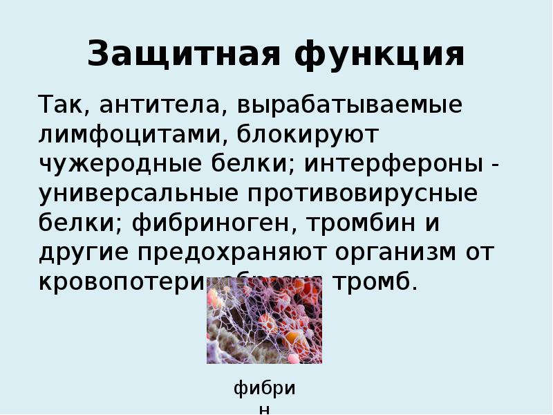 Защитная функция белка