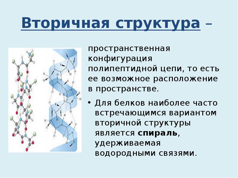 Значение белков презентация