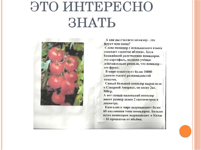 Томат это овощ. Помидор это фрукт или овощ. Почему помидор это ягода. Правда что помидор это фрукт. Родственники помидора.