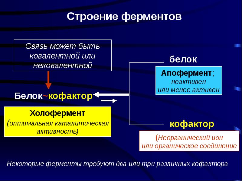 Ферменты презентация по биологии 10 класс