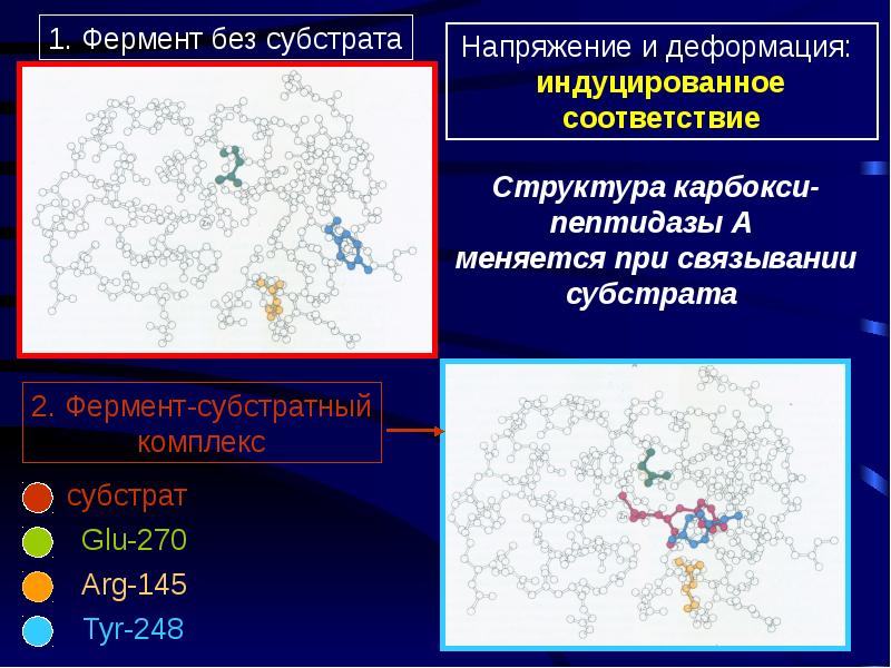 Проект по теме ферменты